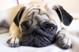 Stručnjak za pse otkriva kako se vaš PAS zaista oseća KAD GA OSTAVITE SAMOG KOD KUĆE: Evo šta ga UNIŠTAVA, a da toga niste ni svesni