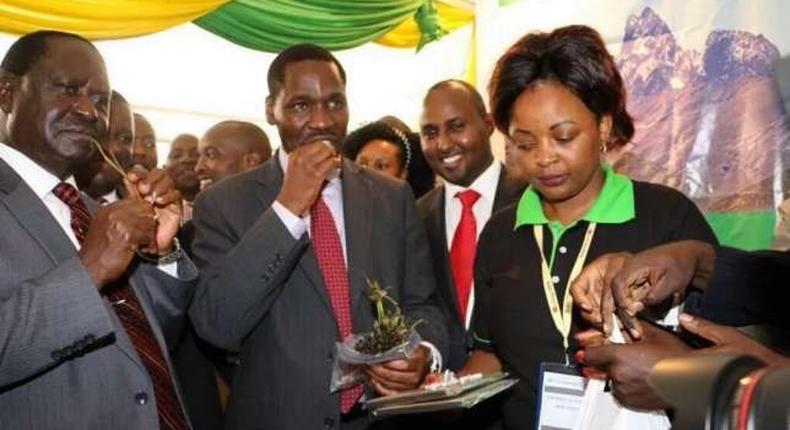 Meru Governor Peter Munya (right) and NASA leader Raila Odinga chew Miraa (khat) during an Annual Devolution Conference in Meru on April 22, 2016. 