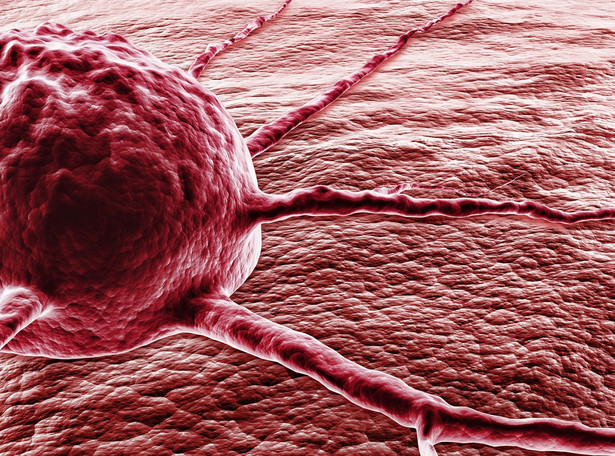 Naukowcy stworzyli nową metodę immunoterapii choroby nowotworowej