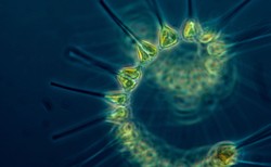 Fitoplankton w jeziorach może być kluczem do walki z pandemią COVID-19