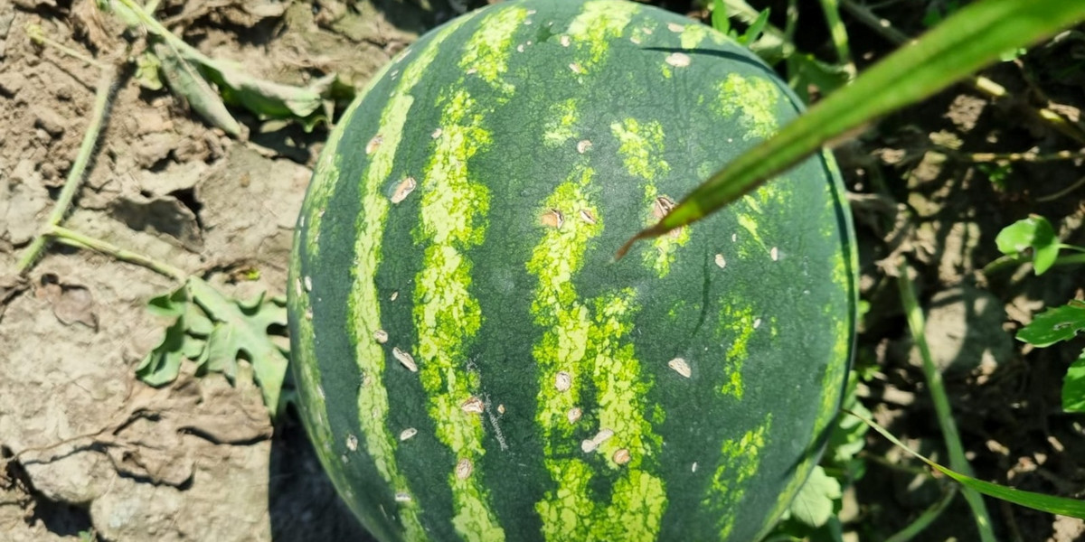 W Lidlu można teraz kupić niedoskonałe arbuzy.