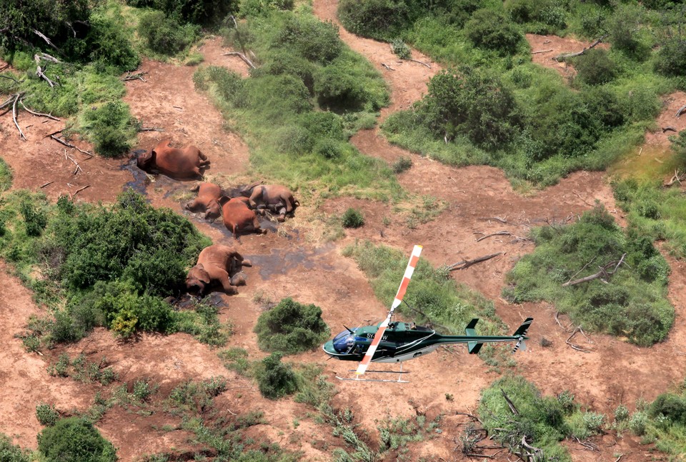 Family of 11 poached elephant carcasses, Tsavo Jan 2013. In Tsavo, poachers favour silent methods of poaching including spears and poisoned arrows