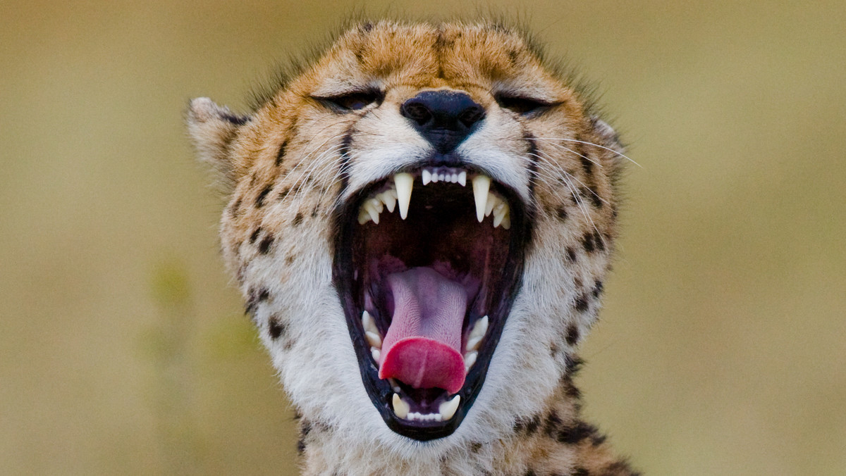 W parku safari w Holandii odwiedzający mimo zakazów zawartych w regulaminie postanowili wysiąść na kilka minut z samochodu i podejść do stada gepardów. Kiedy zwierzęta rzuciły się w ich kierunku, matka z dzieckiem na rękach w ostatniej chwili wróciła do auta.