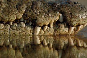 NILE CROCODILE