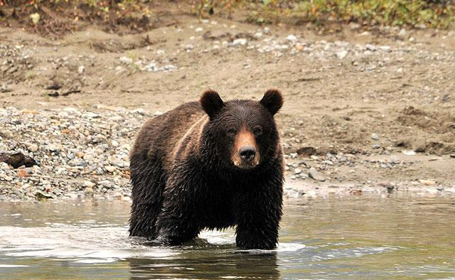 Galeria USA - Alaska - Park Narodowy Wrót Arktyki, obrazek 15