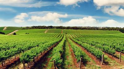 Alongside becoming an apex investment destination in Africa, Tanzania is also a top food producer 