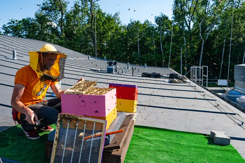 W piątek wyciągnięto pierwszy plaster miodu z ula zlokalizowanego na dachu NOSPR w Katowicach