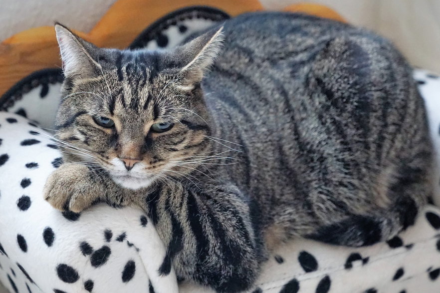 Zbyt duża waga kota niekorzystnie wpływa na jego zdrowie i kondycję - photosforyou/pixabay.com
