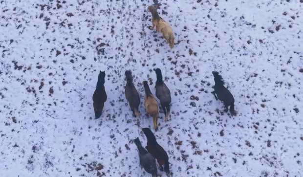 Divlji konji ispod planine Cincar