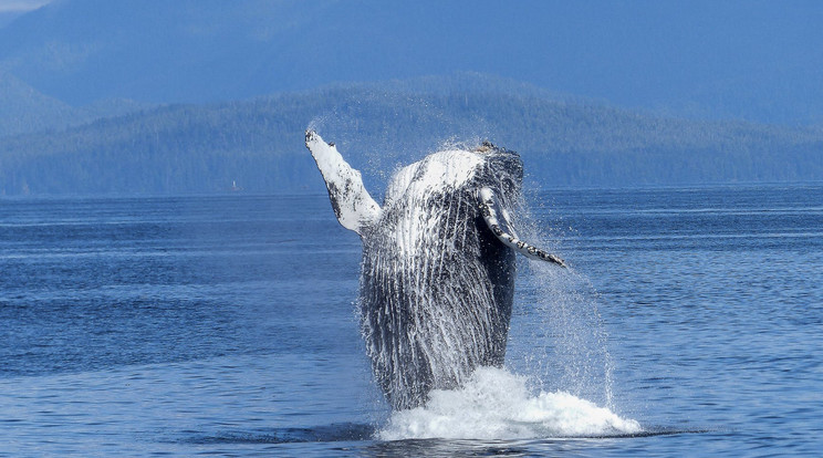 Felrobbantottak egy bálnát, most parkot neveztek el róla. /Fotó: Pexels