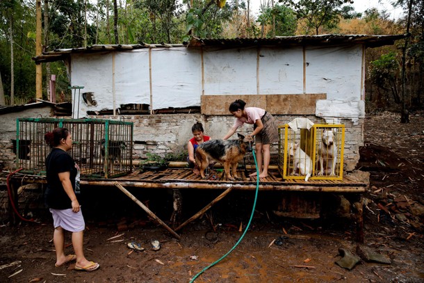 The Wider Image: Indonesian villages pit wild boars against dogs