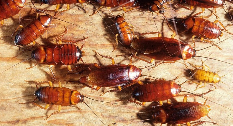 Getting rid of cockroaches(Jim's Pest Control Adelaide)