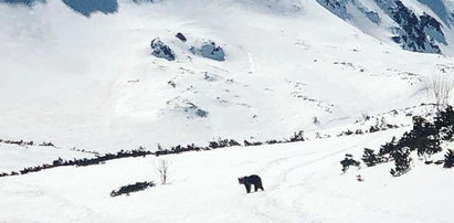Niedźwiedź skorzystał z nieobecności turystów. Wybrał się do Doliny Pięciu Stawów
