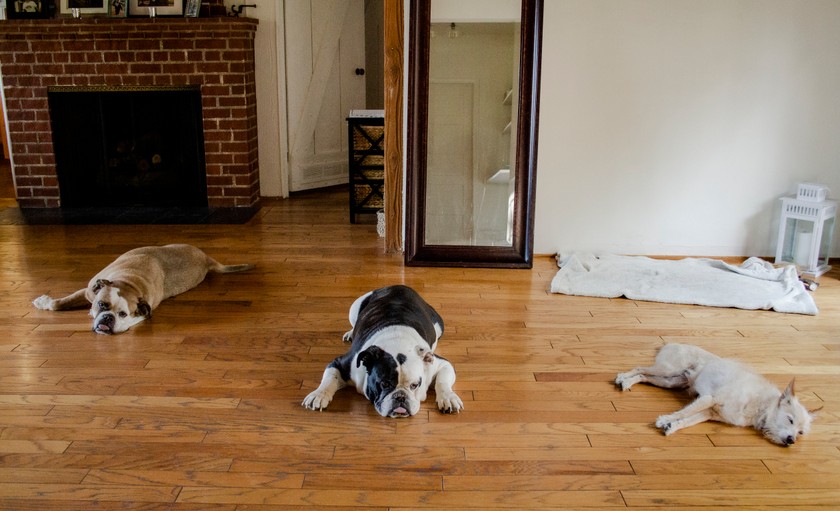 Während der Pandemiezeit haben Lyda und Robijn drei von ihren Hunden verloren. «Es war eine schreckliche Zeit», meint die Zürcherin. Auf dem Foto: Cash (†11), Harry (†12) und Sirra (†5) (v.r.n.l.) 