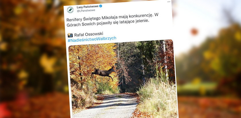"Latający jeleń" w Górach Sowich. Leśnicy opublikowali niezwykłe zdjęcie