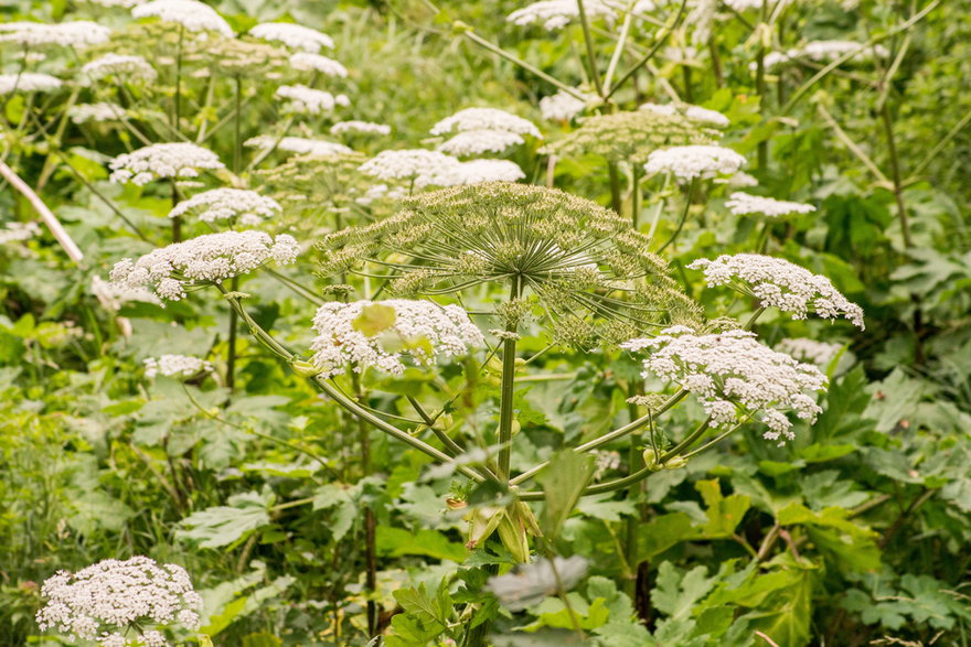 Barszcz Sosnowskiego jest rośliną silnie inwazyjną - SŪDUVA/stock.adobe.com