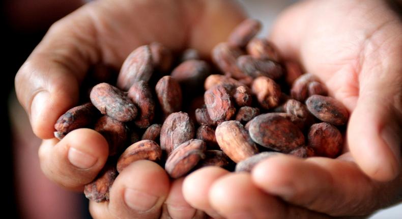 A Peruvian cocoa farmer shows cacao beans in the jungle town of Lamas.