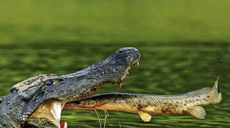 Méteres hal repült az aligátor szájába