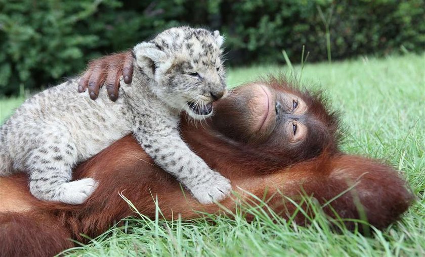 Orangutan ojcem lwiątek!