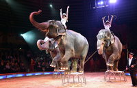 Online demonstráció zajlik az állatmentes hazai cirkuszokért