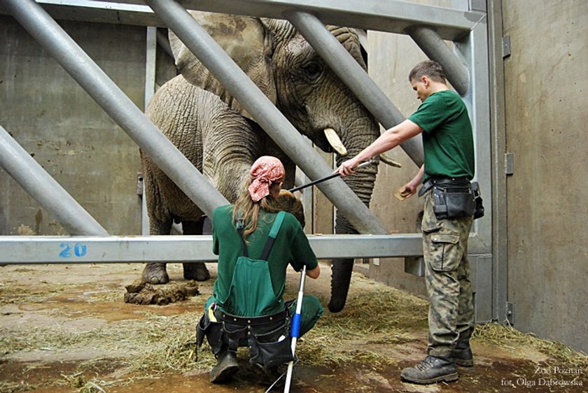 Słonie trenują w zoo