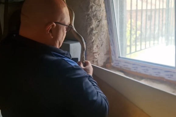 (VIDEO) Ostavili otvoren prozor, nisu ni slutili ko im je BIO U KUĆI CELE NOĆI! Ujutru zatekli šok prizor: "Au, baš je velika!"