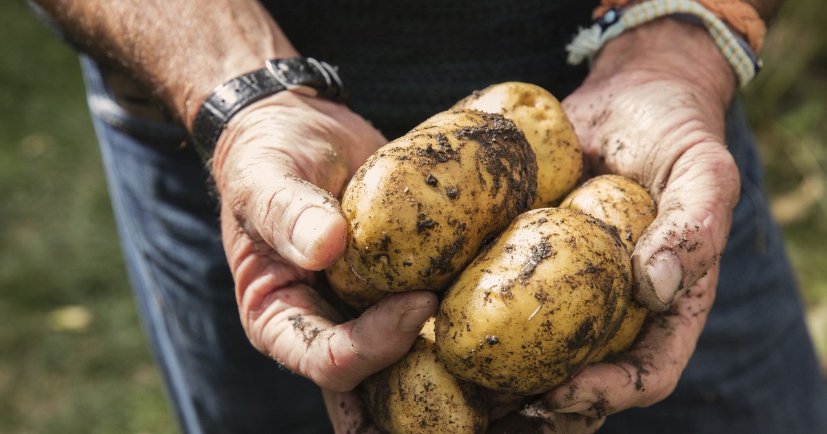 Why Potatoes Are Actually Good for You [ARTICLE] Pulse Nigeria