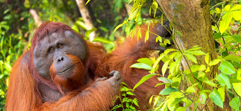 Pierwszy taki przypadek. Orangutan sam leczył ranę ziołowym lekarstwem