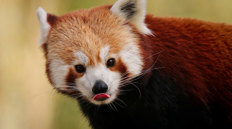 Vörös panda-kölyök született a debreceni állatkertben / Illusztráció / Fotó: Pixabay