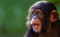 Te szympansy są najbardziej podobne do człowieka. Nie uwierzysz, co nas łączy