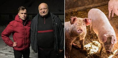 Lubelski rolnik załamany. Może spędzić święta w areszcie za brak kolczyka u świń 