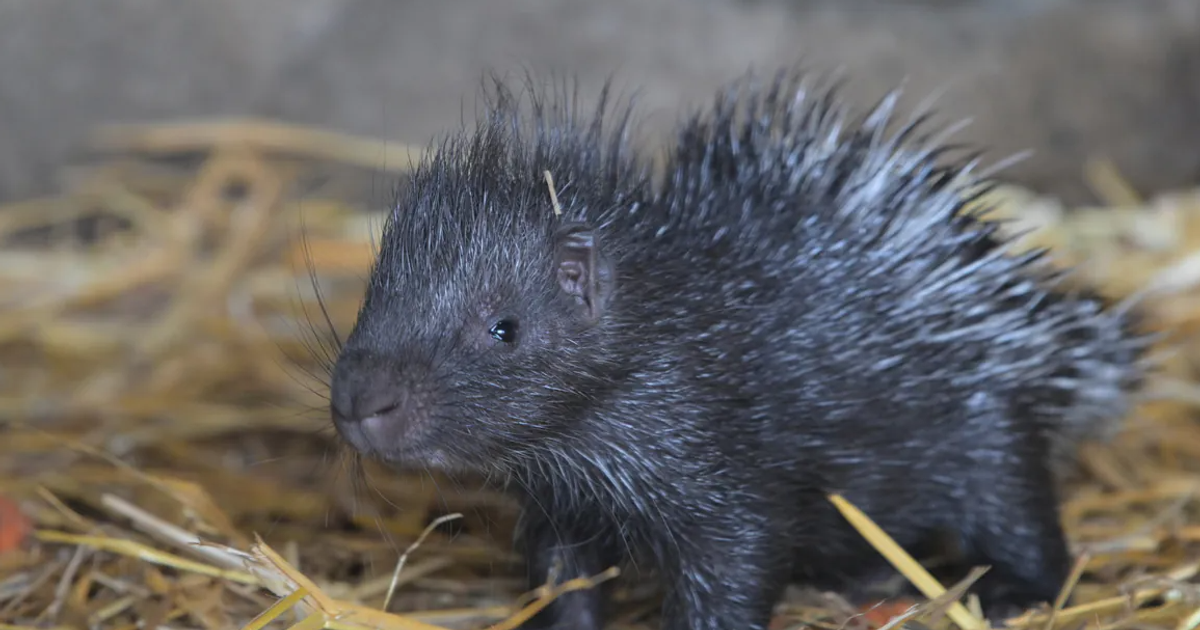 On jest jak z bajki!