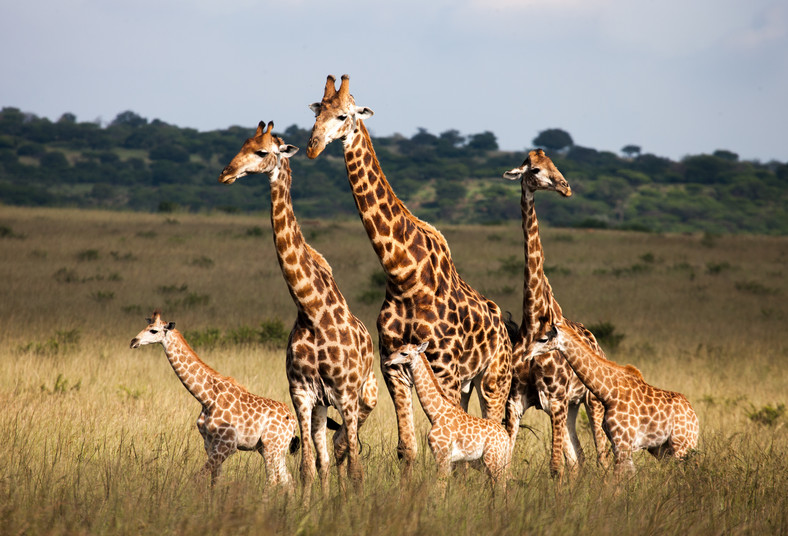 Rodzina żyraf, Afryka