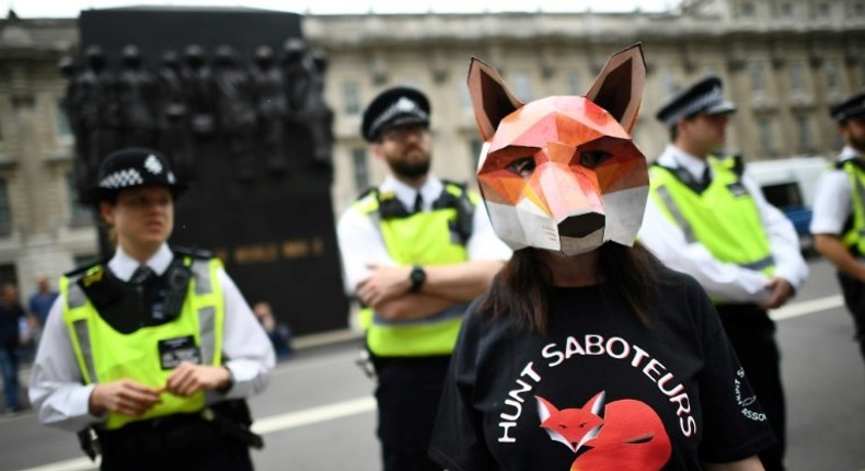 Fox-hunting is unpopular with the British electorate but has the backing of a minority of dedicated Conservative supporters