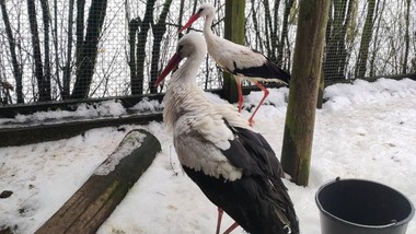 krutek jest. leciał przez kraje ogarnięte wojną i wycieńczony dota  rł do polski