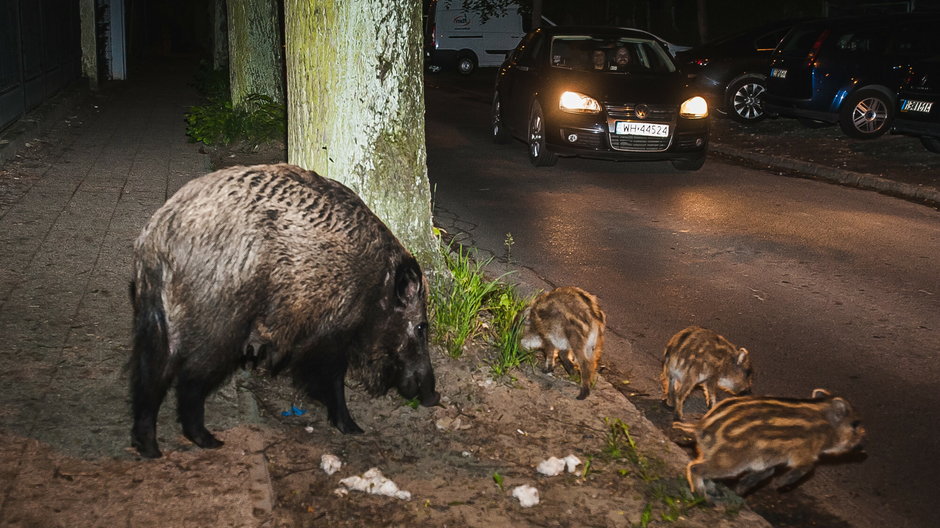 Dziki można spotkać również w centrum Sopotu