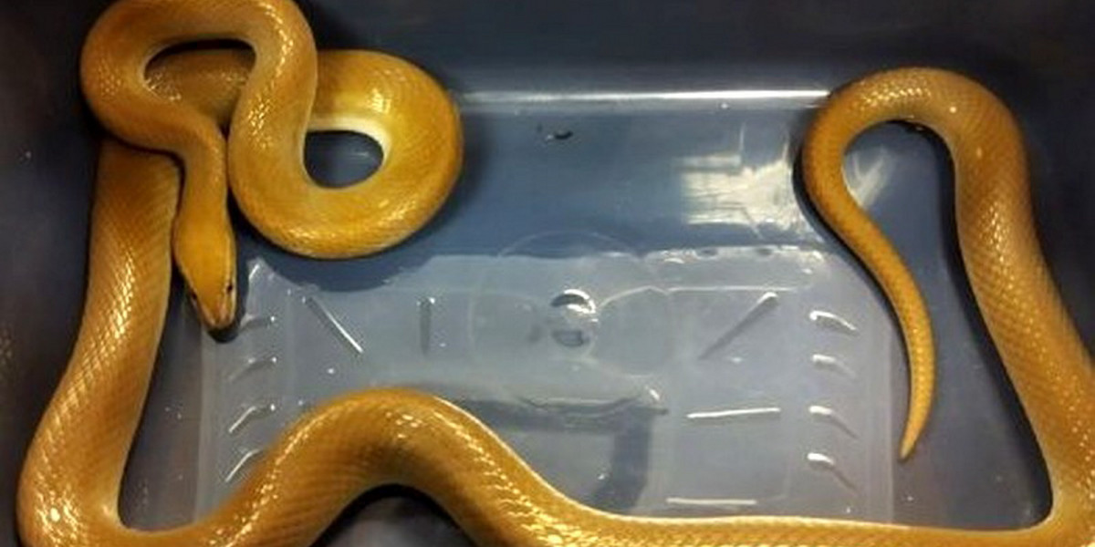 Wąż mahoniowy znaleziony w Warszawie.
