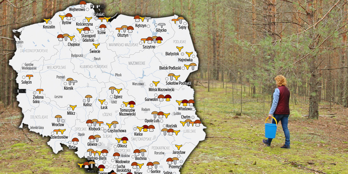 Gdzie w Polsce aktualnie można znaleźć grzyby? Mamy aktualną mapę.