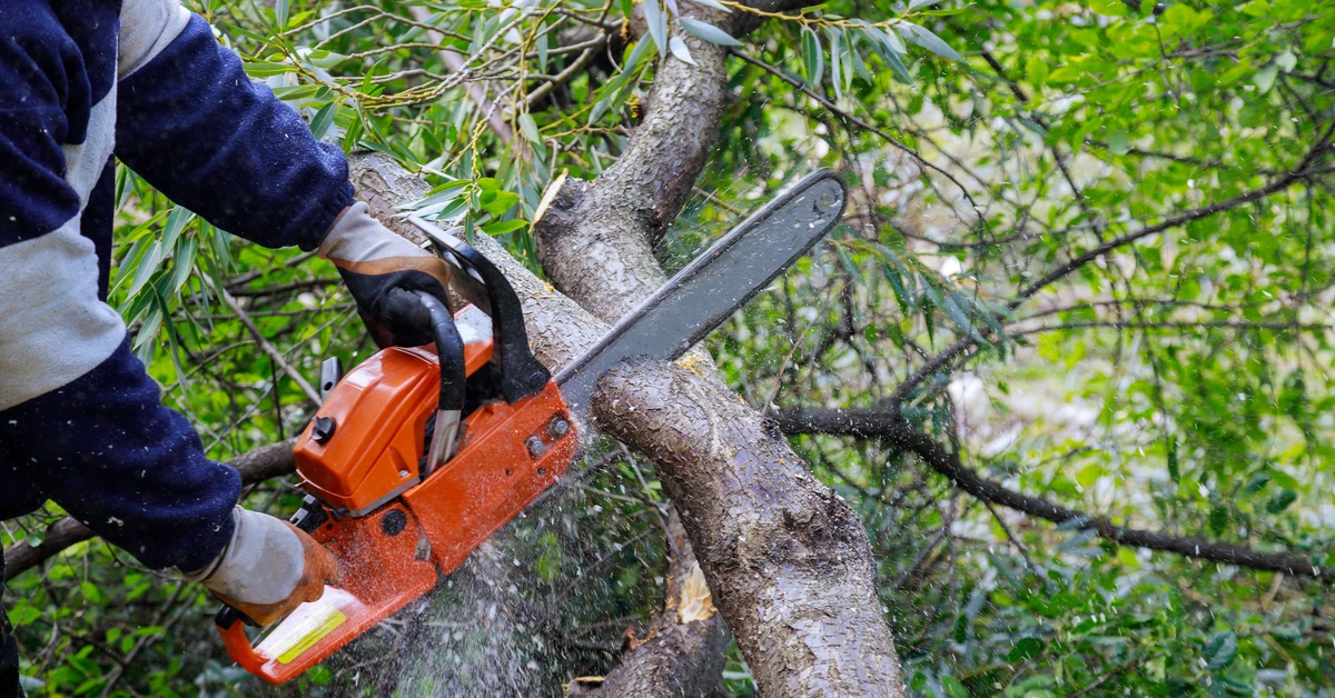 Czy można wyciąć drzewo na swojej działce bez zezwolenia 2026? Jakie drzewa można wyciąć bez zezwolenia na własnej działce? Decyduje jest obwód pnia