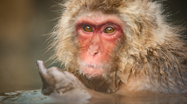 Szarvason lovagló majmot sikerült lencsevégre vennie egy japán fotósnak / Illusztráció: Northfoto