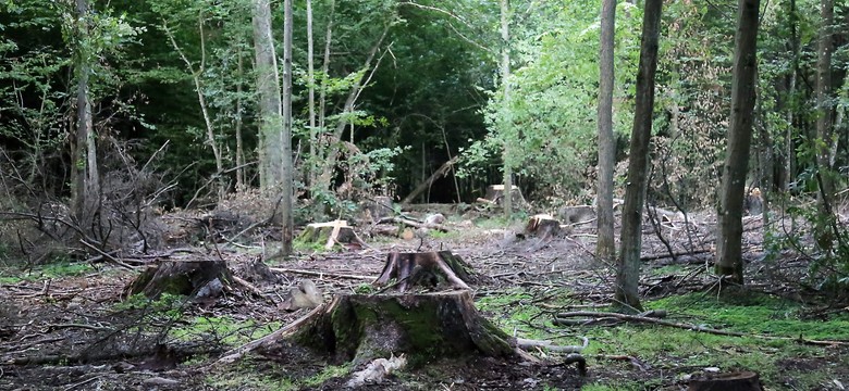 Polska wystąpiła do Trybunału o dodatkowy czas ws. Puszczy Białowieskiej