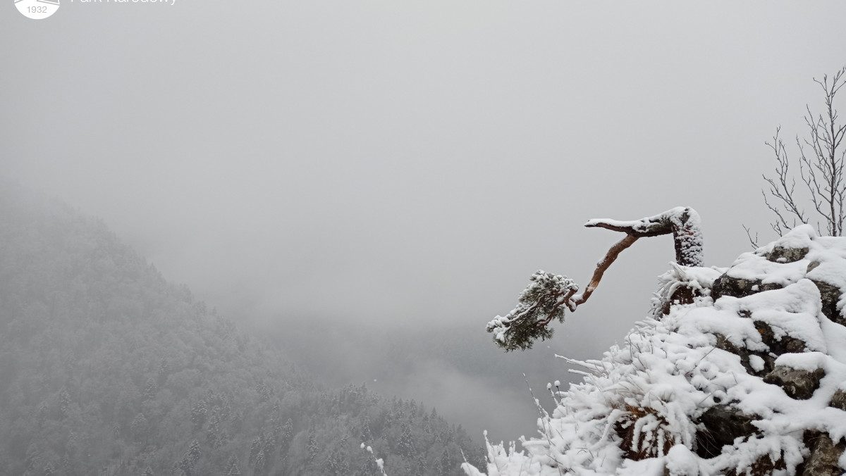 Pieniny. Reliktowa sosna z Sokolicy znów poważnie uszkodzona