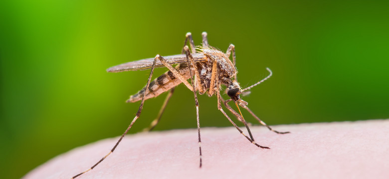Naukowcy odkryli sposób na komary. To leki na odchudzanie