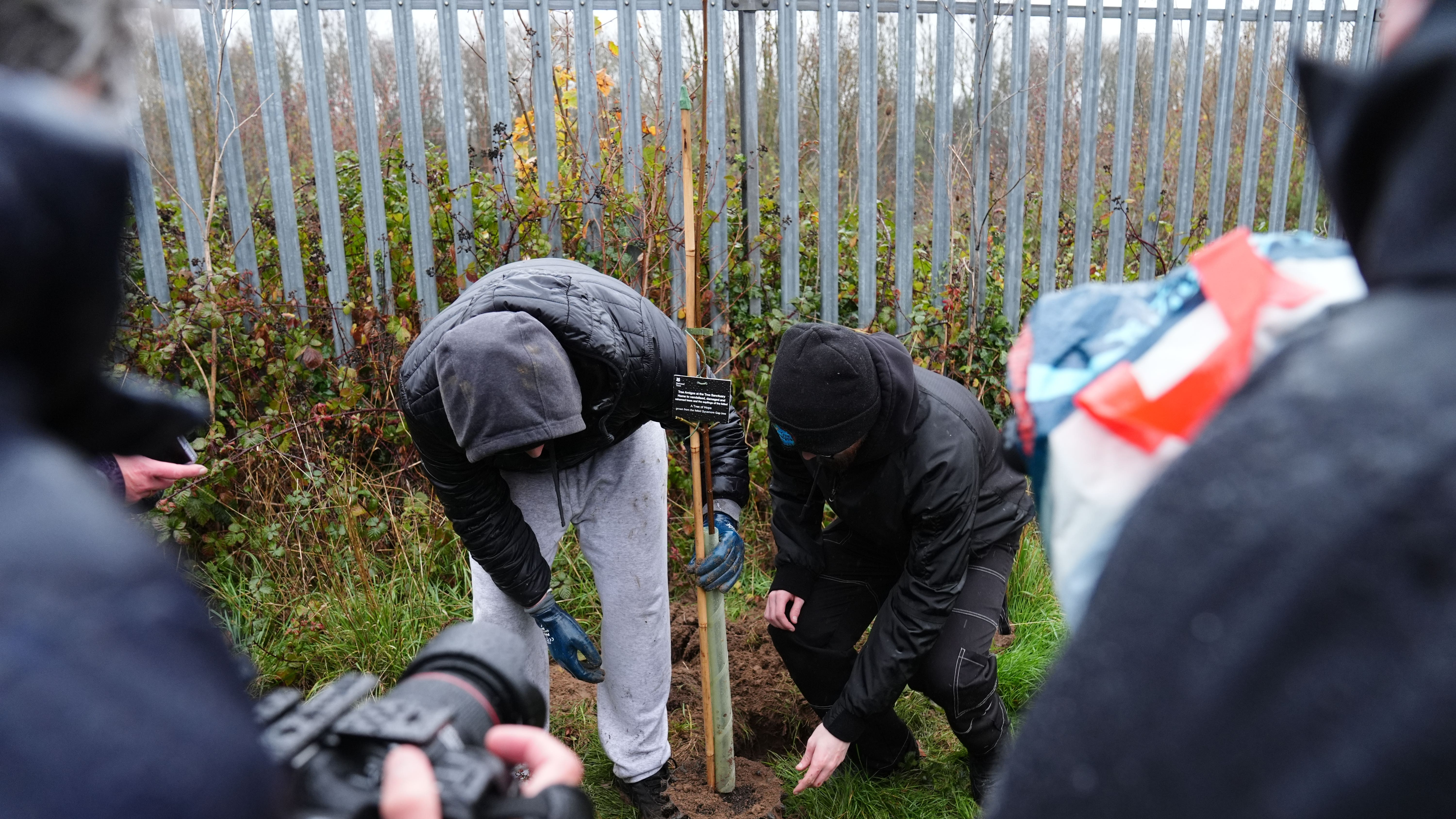 From outrage to hope: Sycamore Gap tree reborn as 49 saplings