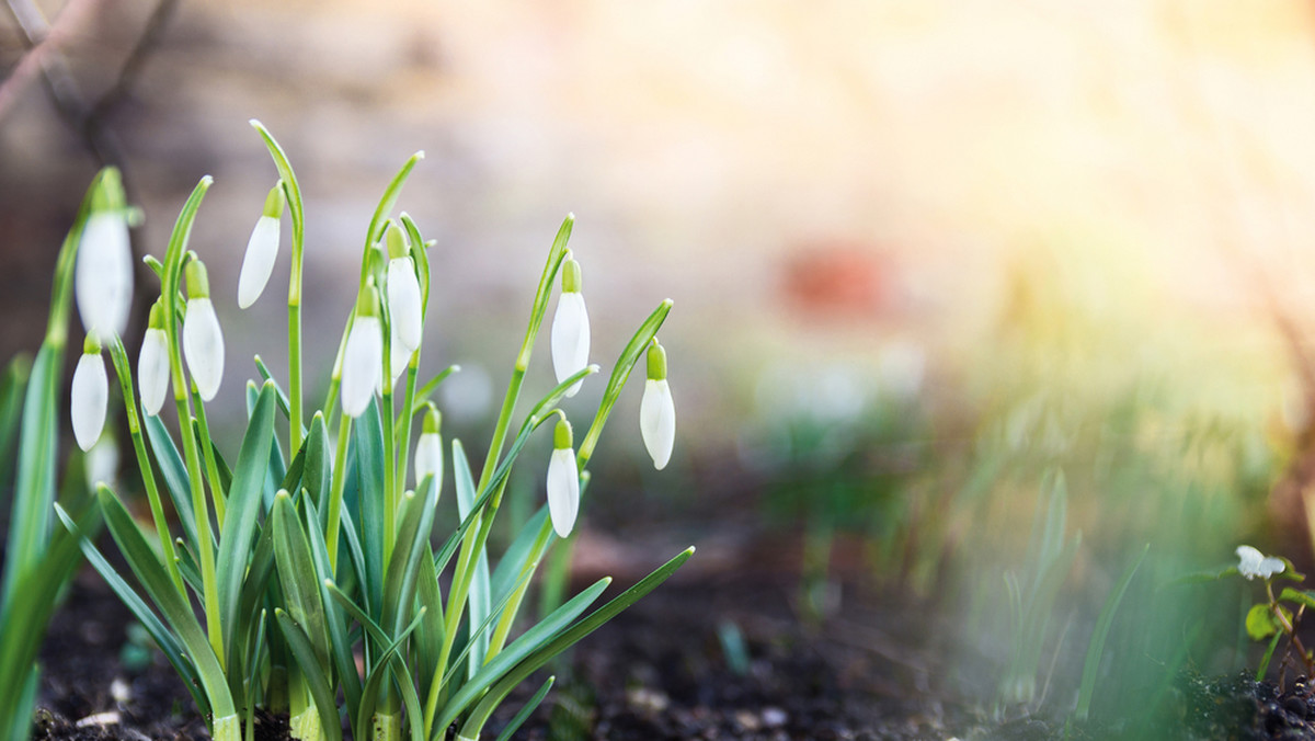 Równonoc wiosenna przypada na 20 marca. To astronomiczny pierwszy dzień wiosny. Google Doodle z tej okazji pokryło się kolorowymi kwiatami, jakby wbrew aurze za oknem. Czym właściwie jest równonoc wiosenna?