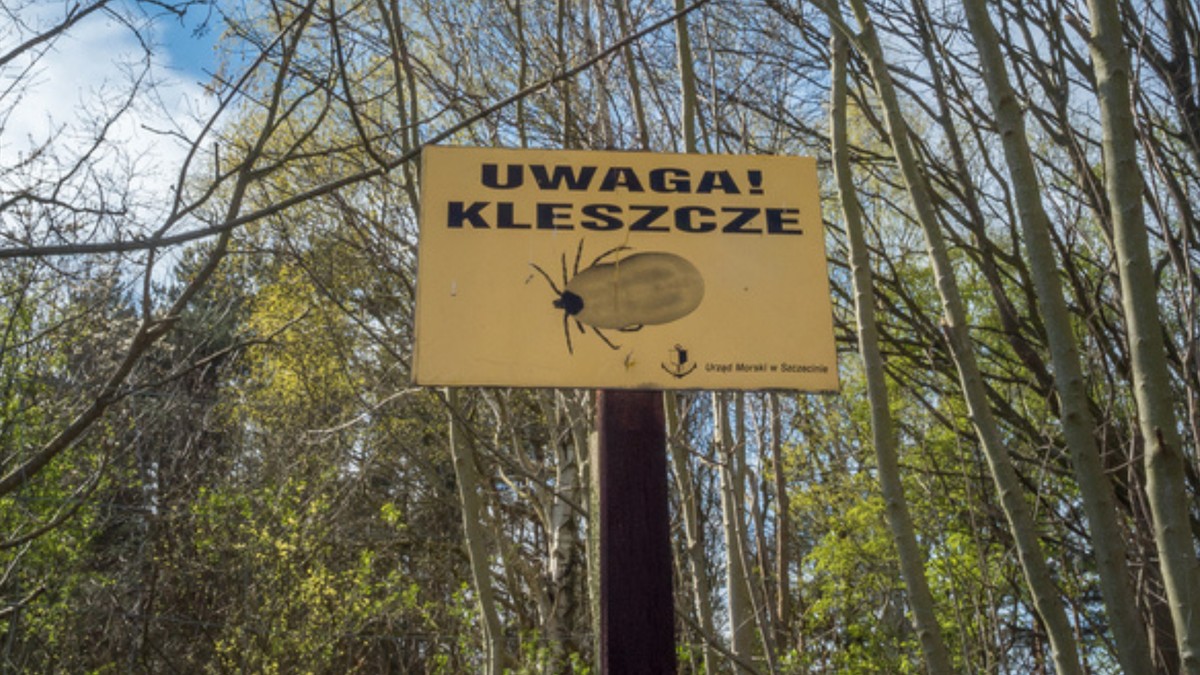 Sezon na kleszcze już trwa. GIS ostrzega. "Mamy zgłoszenia ukąszeń"