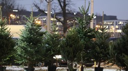 ile wydamy na choinkę w tym roku? sezon świąteczny w polskich domach już się rozpoczął. oto ceny