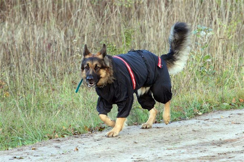 Co Kwaśniewski robi w lesie?