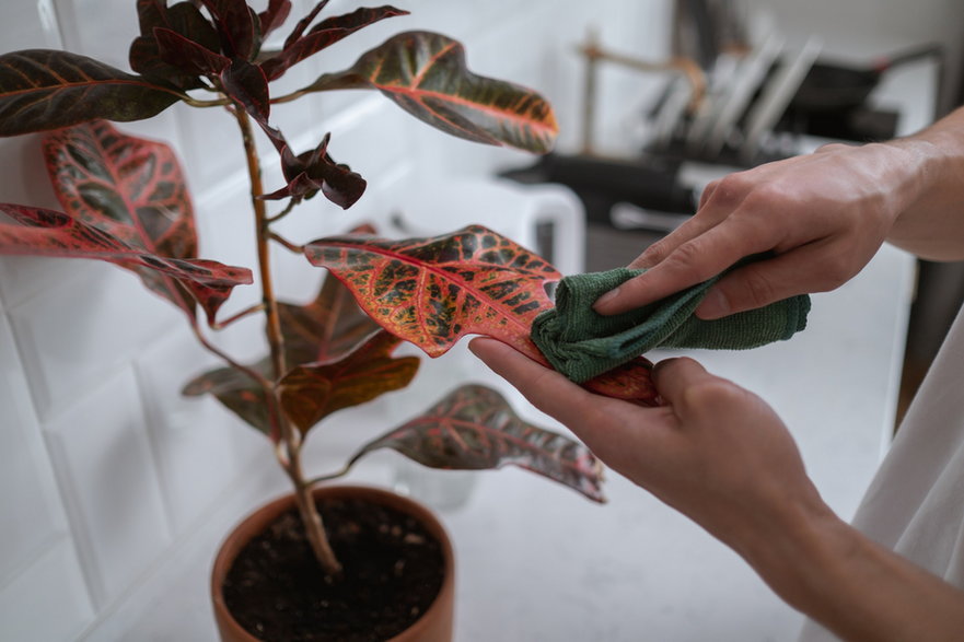 Trójskrzyn pstry (Codiaeum variegatum)