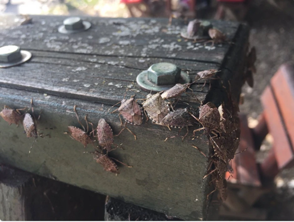 Možda najlakši način da se rešite smrdibuba jeste da ih jednostavno usisate